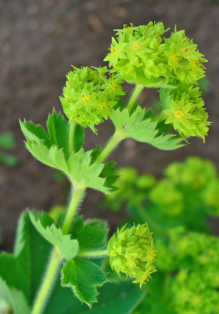 Alchemilla_vulgaris_002